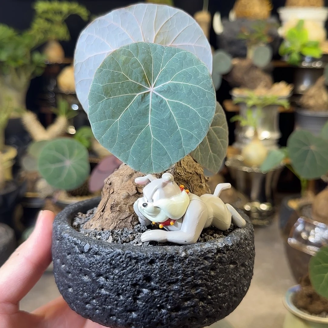 一物一拍老家一叶龟09