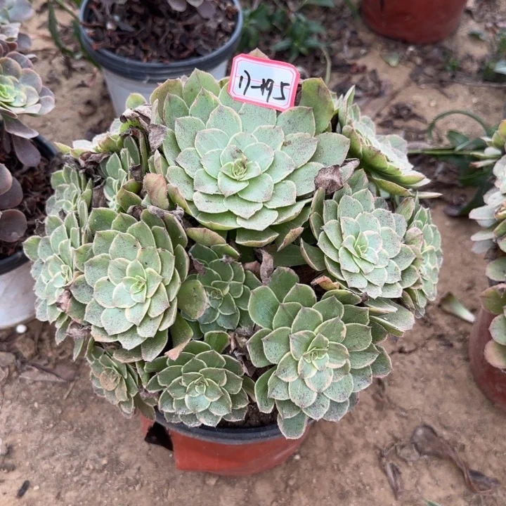 17-195莲花座不包售后