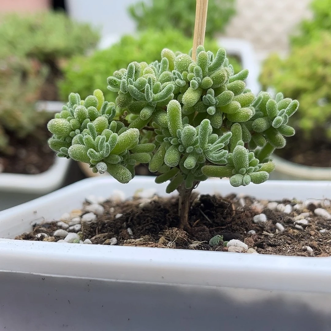 009五彩冰晶优选枝干