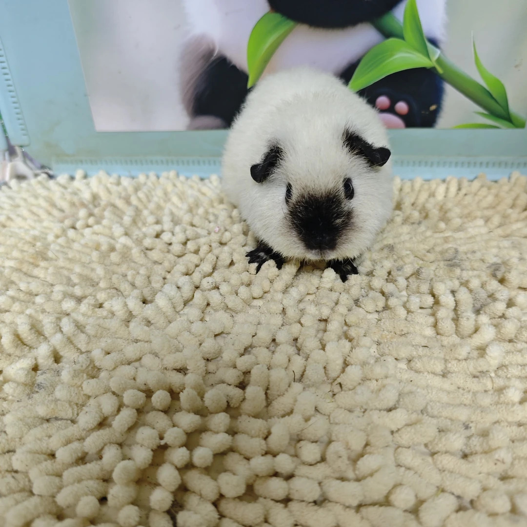 宠物猪豚鼠白泰加妹妹