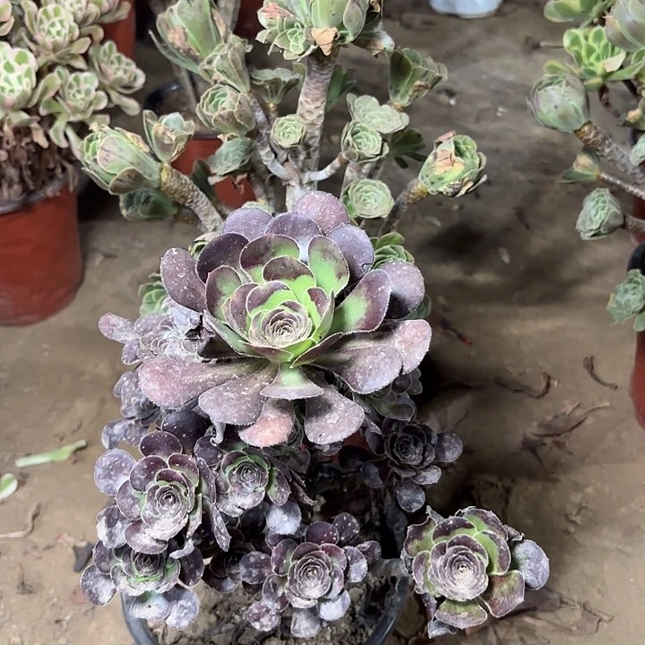 用***3多肉植物法师两颗39