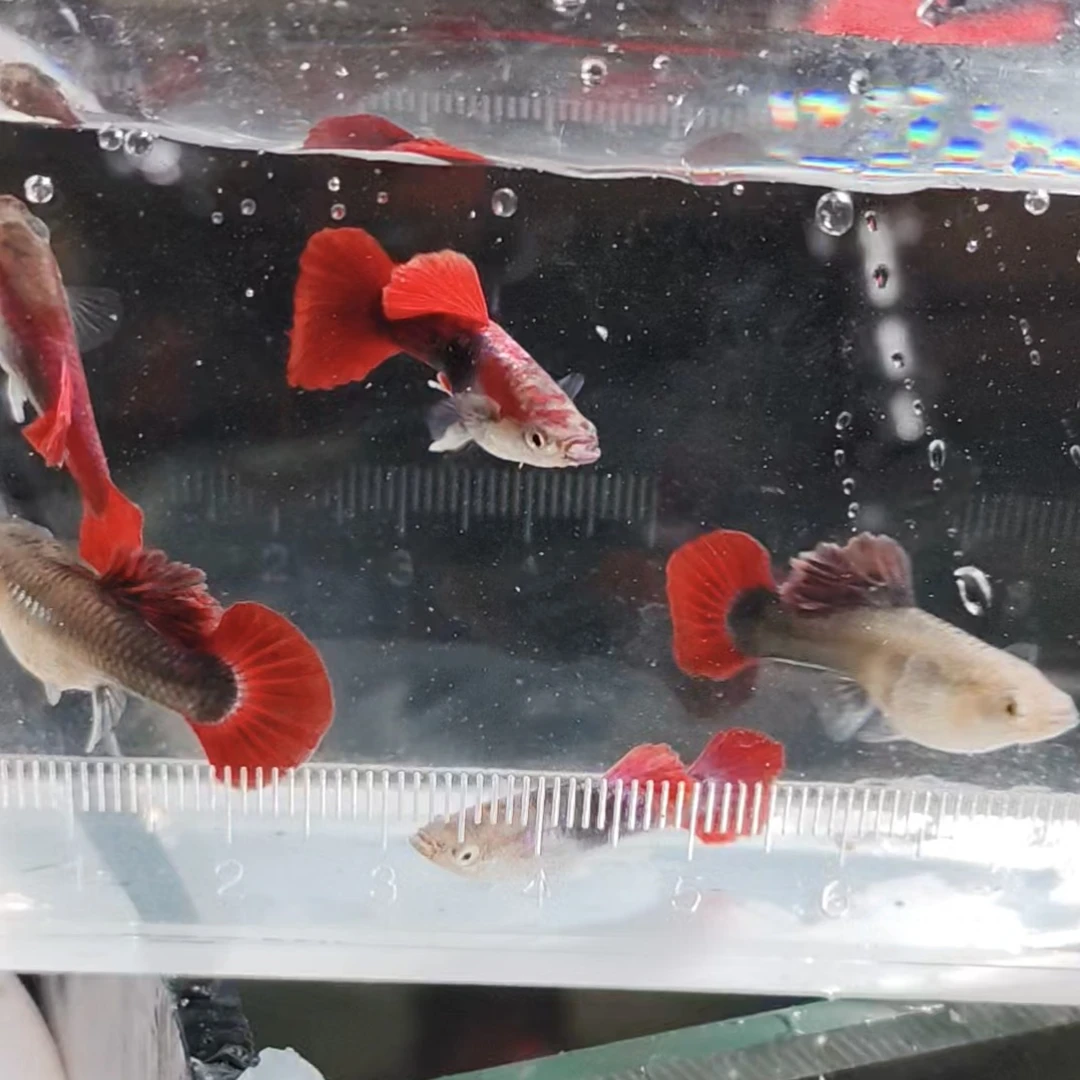 短版菊花帆折扇孔雀鱼