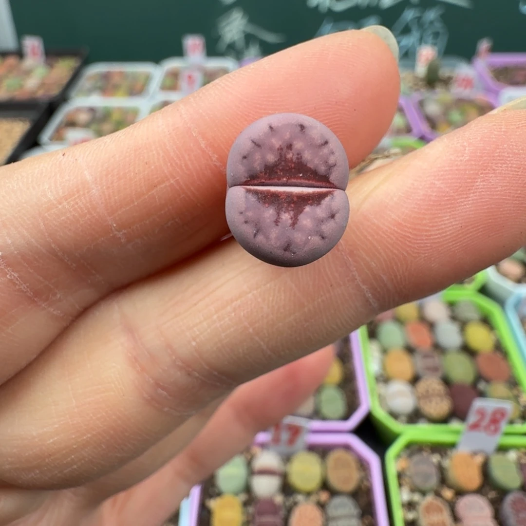 特价紫唇 脱土发货 2