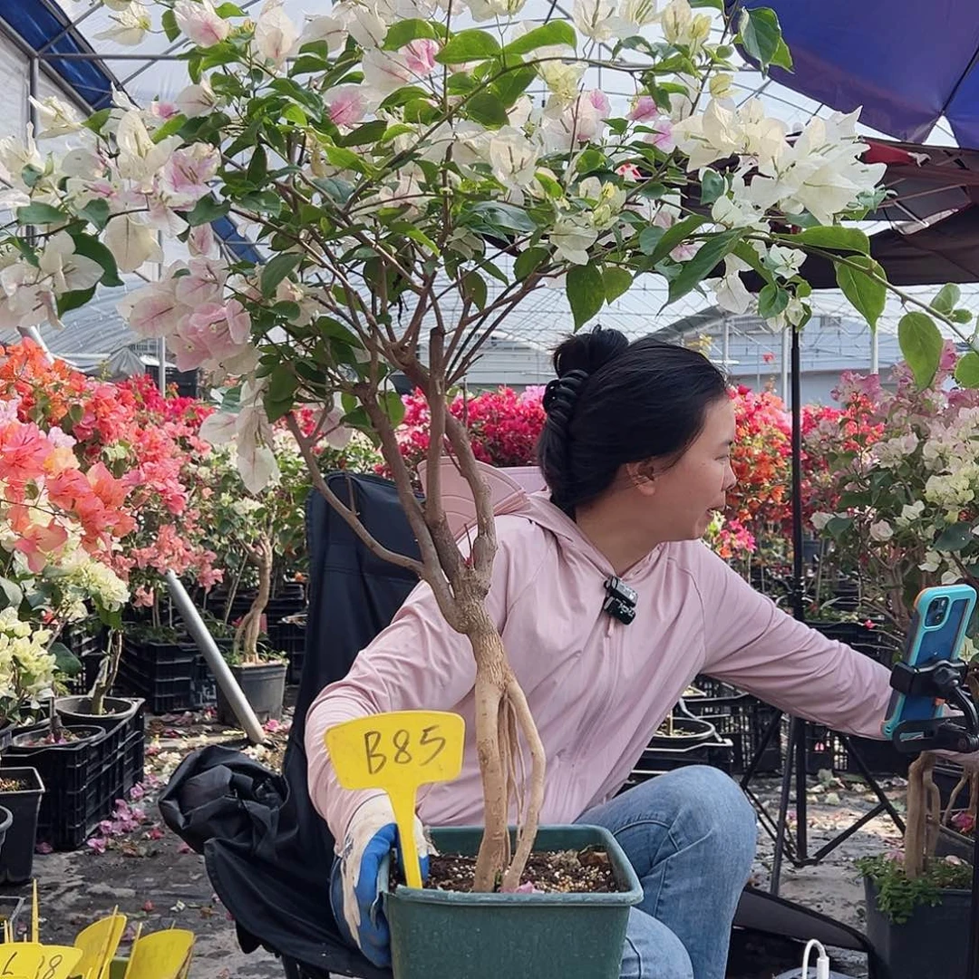 ****培大部分花苞少量开放B85红樱