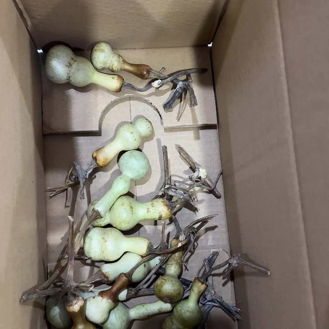 北***头葫芦啦咯啦咯啦咯啦咯啦咯