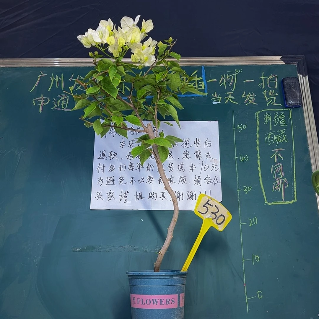 当前无花栽培后可以开花 70cm椰子冰 原生造型  530