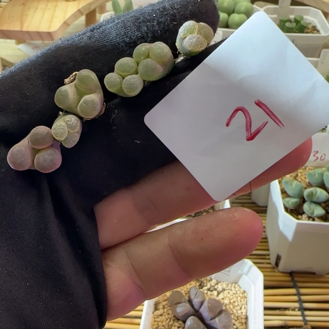 顺丰包邮一物一拍-21