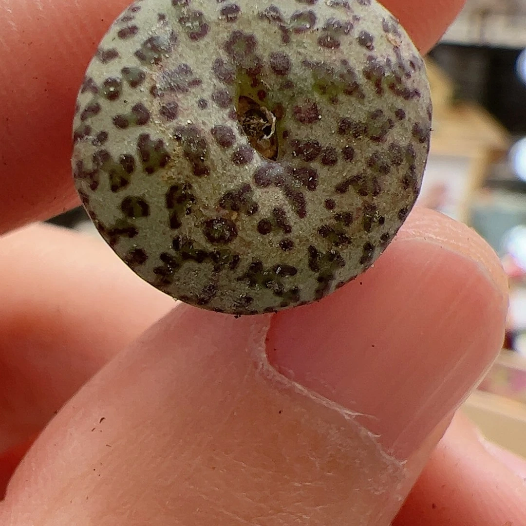 【闪购商品】247 安贞