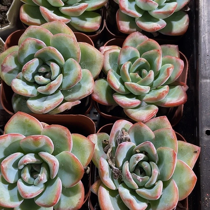 单头大泡芙带盆土发