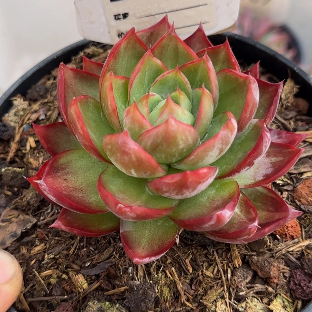 小精致透明729惊鸿一物一拍包装收缩花旱