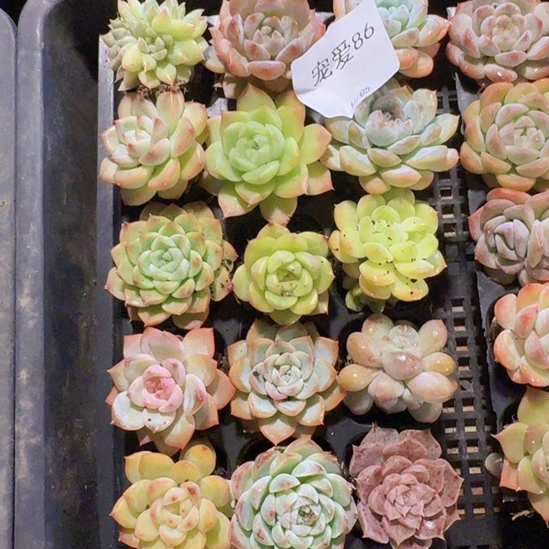 直播福利一物一拍86