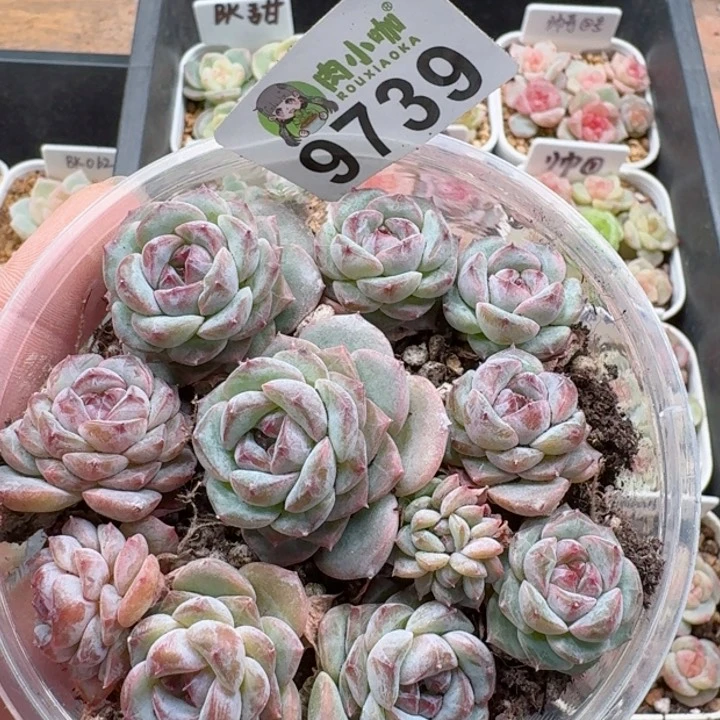 仙*多肉植物多肉植物