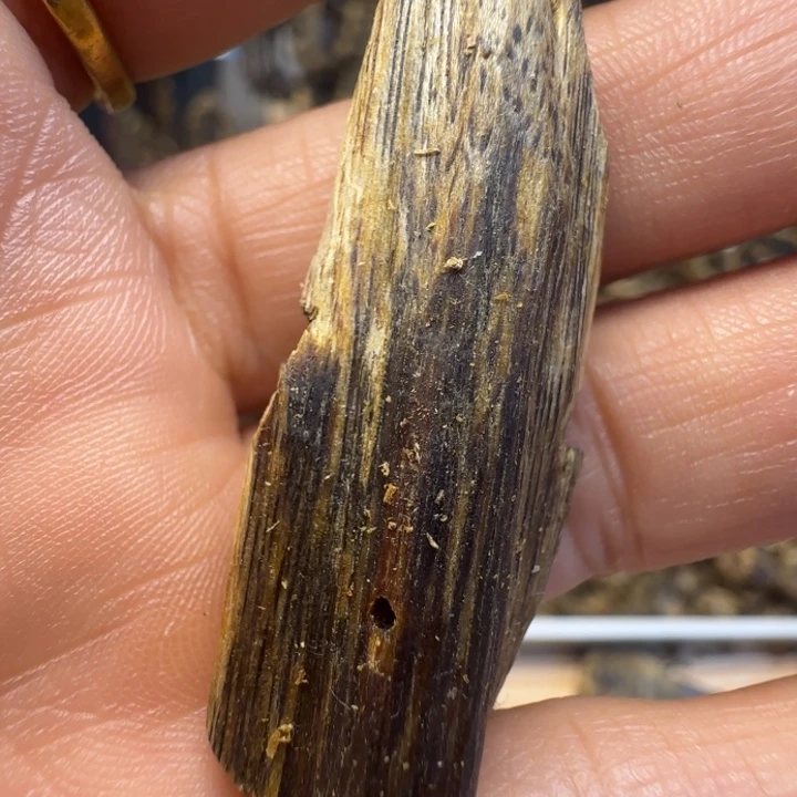 沉香沉香碎屑小虫漏