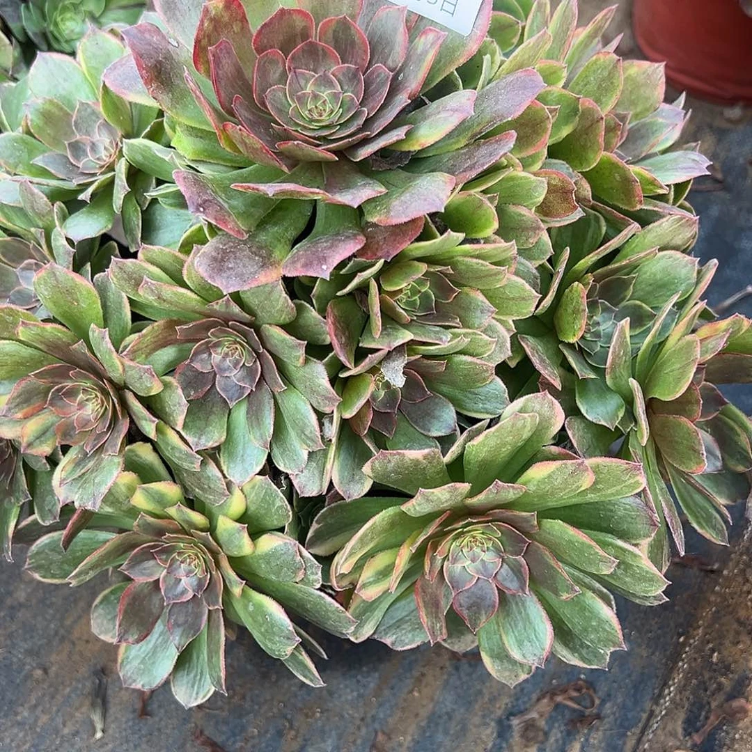 12.5-33半夏多肉植物1