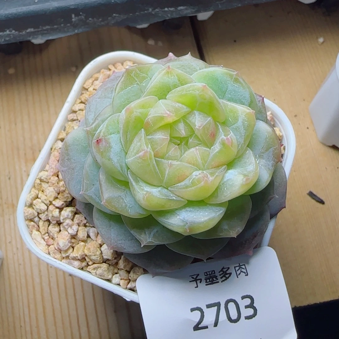 珍妮，2703多肉植物