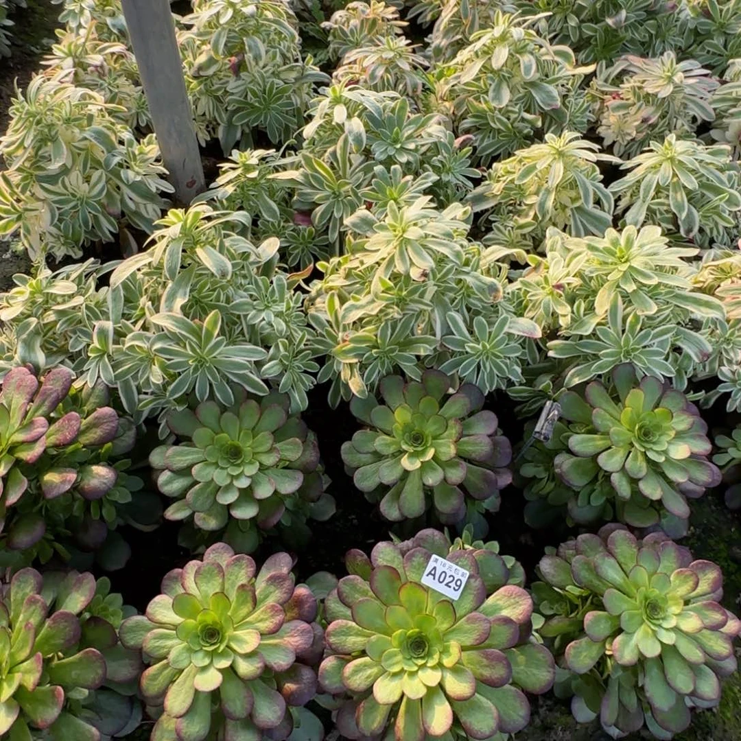 茶*缘030号一百万捧花一物一拍