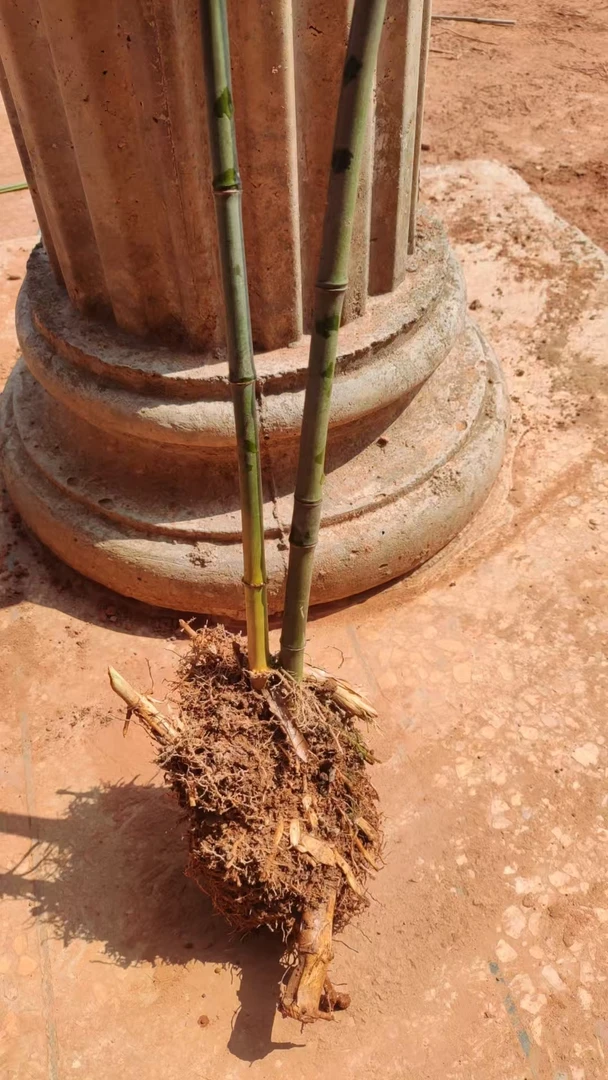 实心玉竹苗，带土球发货，粗1.2左右，高60左右