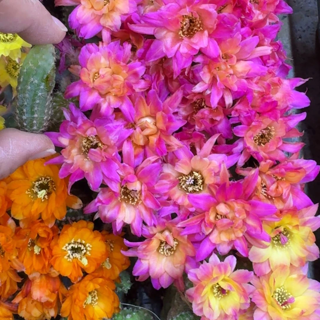 305白檀白21紫牡丹无根侧牙小一个，20包邮