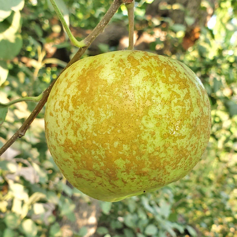 B【不吃酸不要买】正宗老品种金帅苹果新鲜孕妇水果当天采摘现货