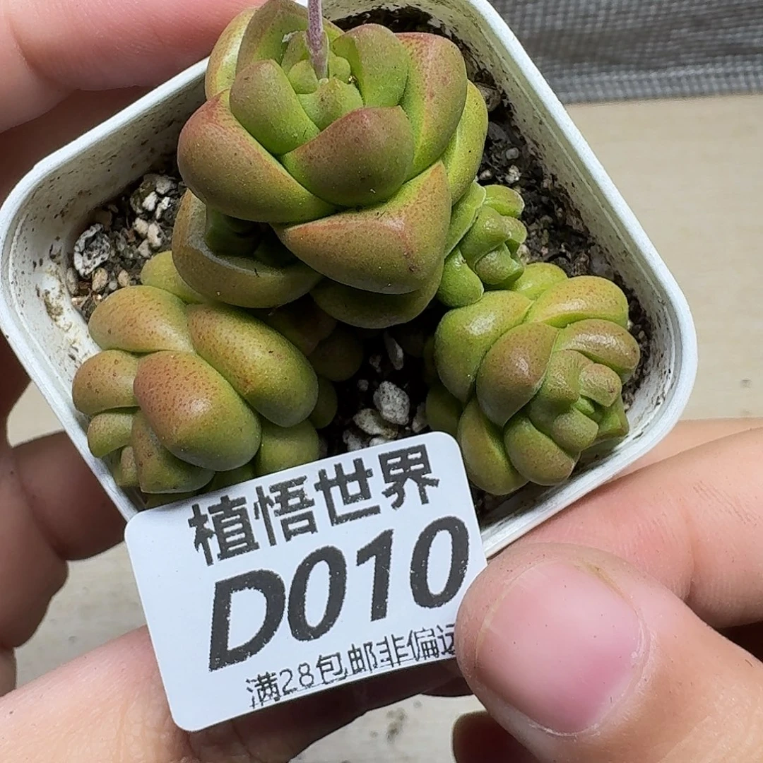 多肉植物的润泽fhb