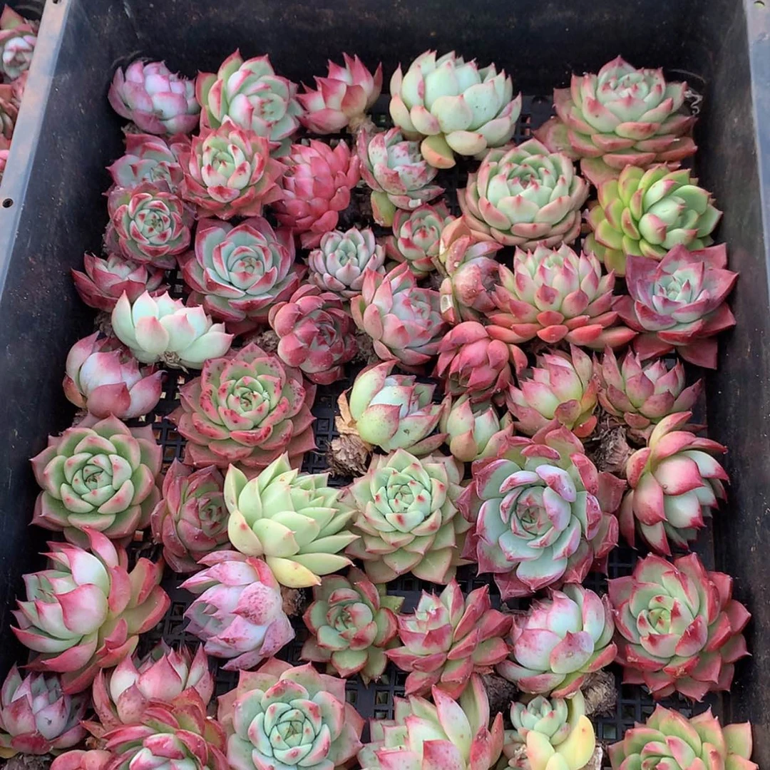 【闪购商品】云128号