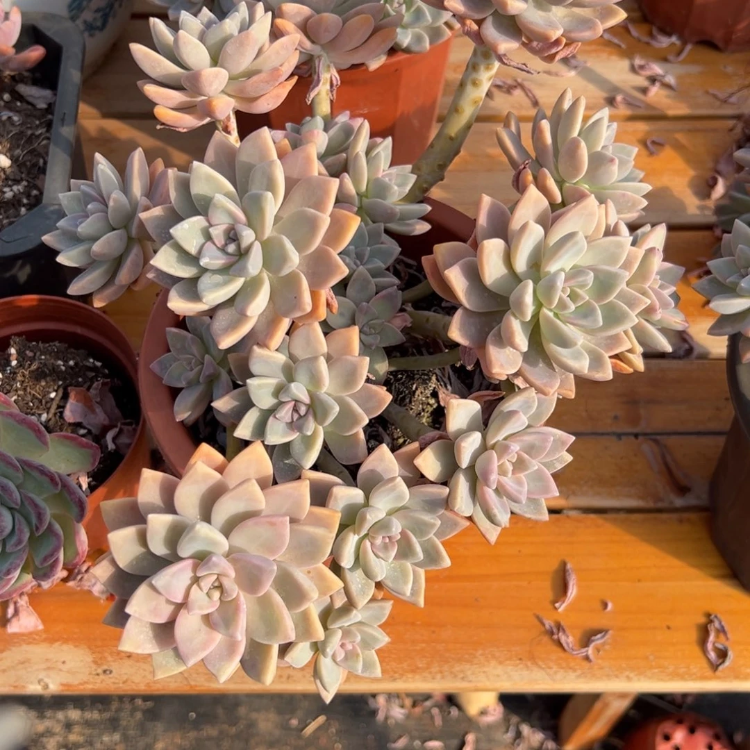 多肉植物老桩多头淡雪