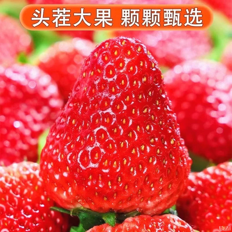 丹东草莓新鲜水果应季红颜99草莓九九牛奶奶油大甜草莓久久礼盒
