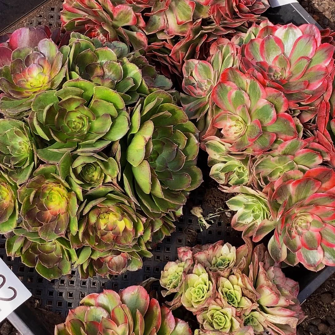 上古园艺多肉植物902