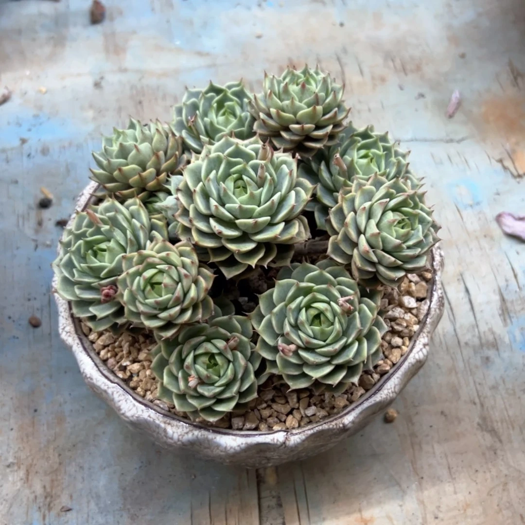 笨吧28 零零多肉植物