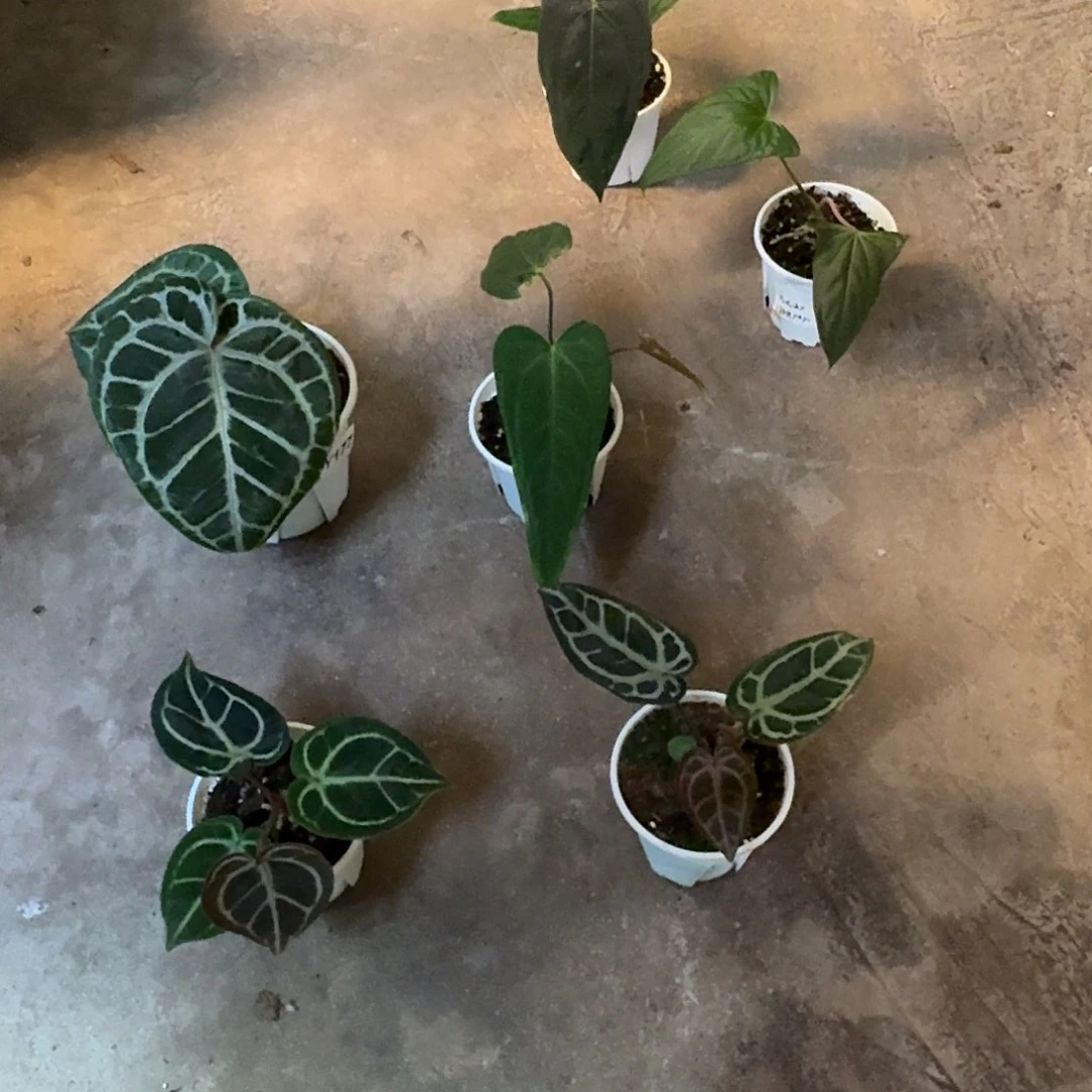 蜻***_完全开放Ｙ136Ｙ165Ｙ177Ｙ190Ｙ191Ｙ192