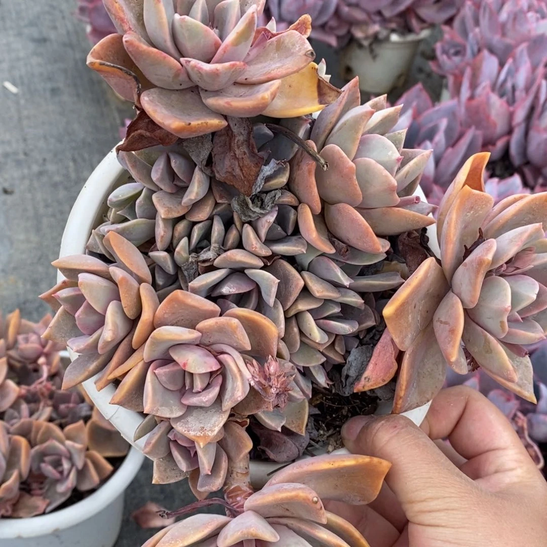 中国初恋整桩整群一盆，180杯