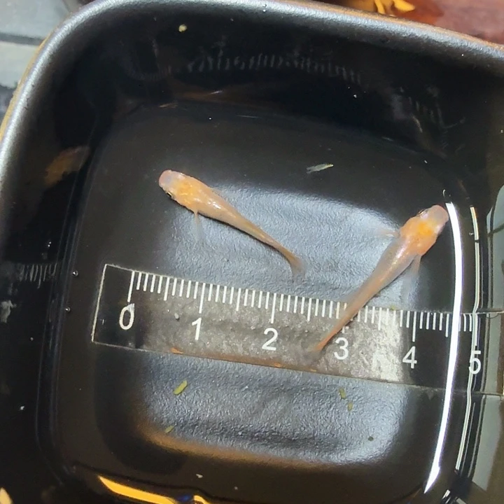 青鳉鱼122号拍品龙章