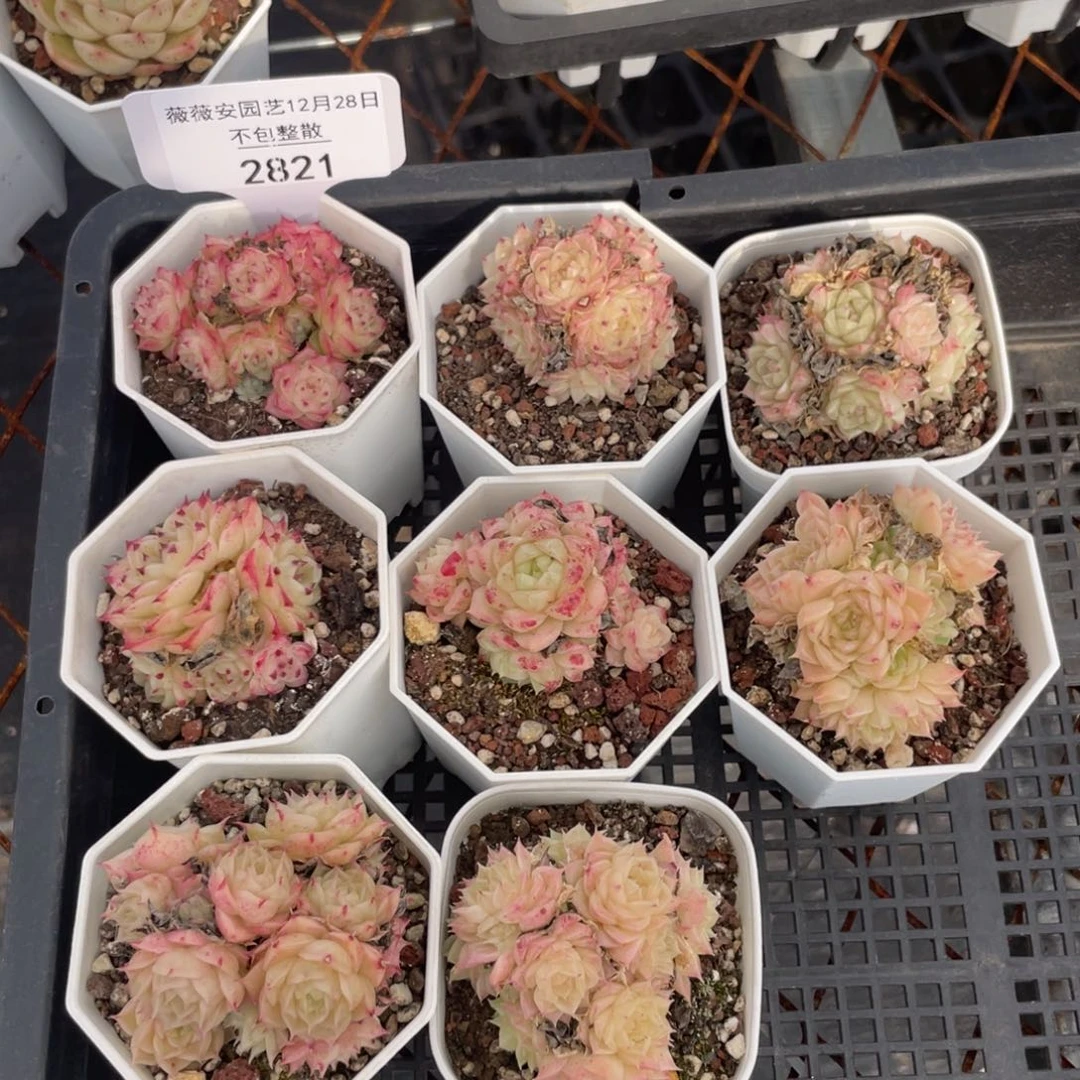 不包整散 盆子不售后2821