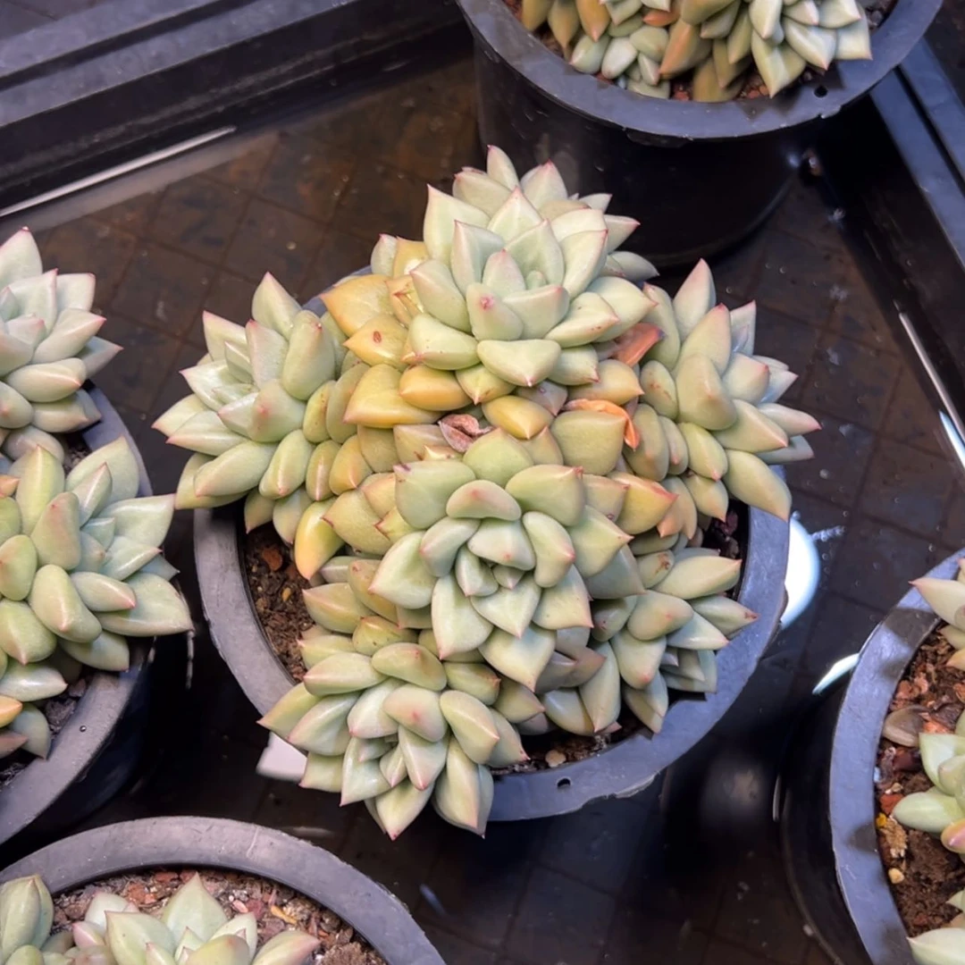 【闪购商品】黄金象牙多肉29.8