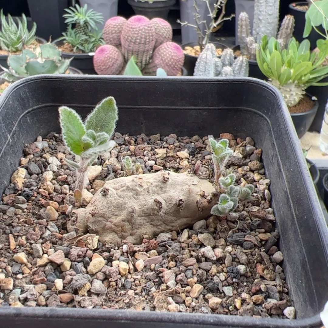 断崖香妃5+一物一拍默认脱土发