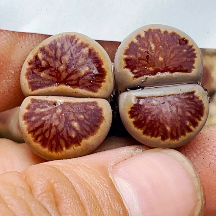 笑***?904岛田红窗菊两颗