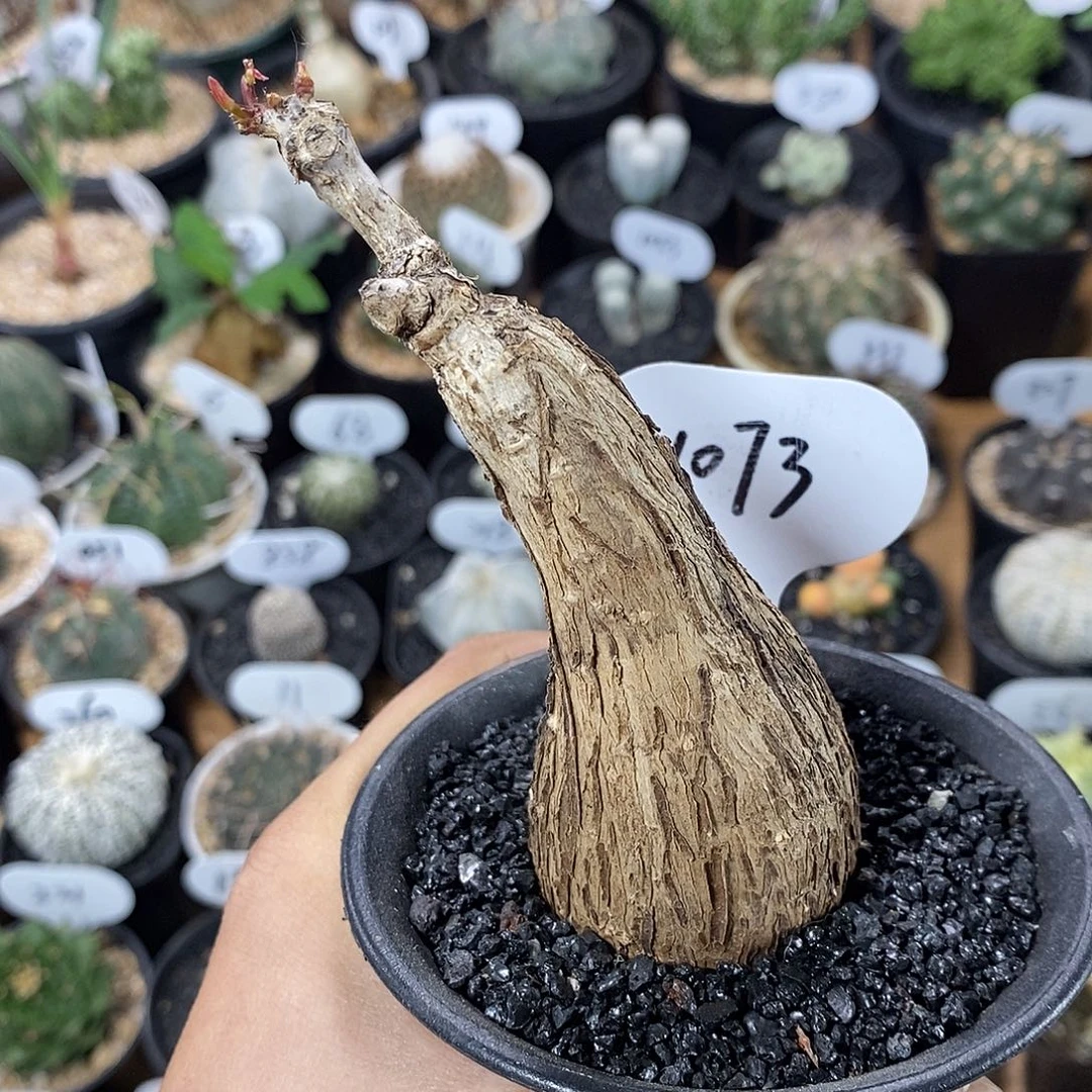 实生奇异油柑1073号 4.5cm