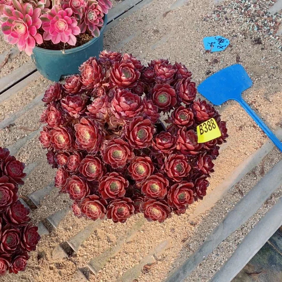 红魔多肉法师388