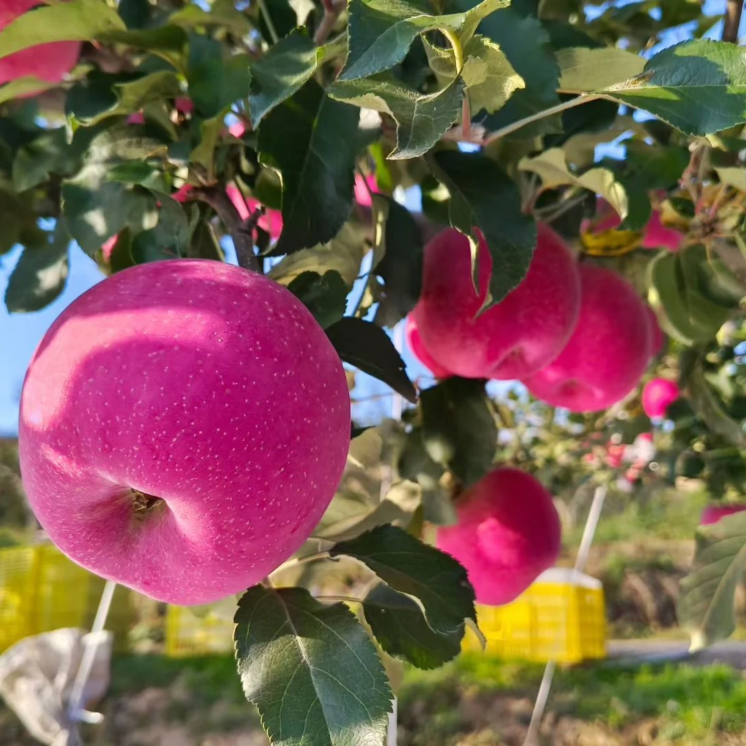 2025文旅天水秦安套带红富士苹果新鲜苹果新鲜应季脆甜多汁水果