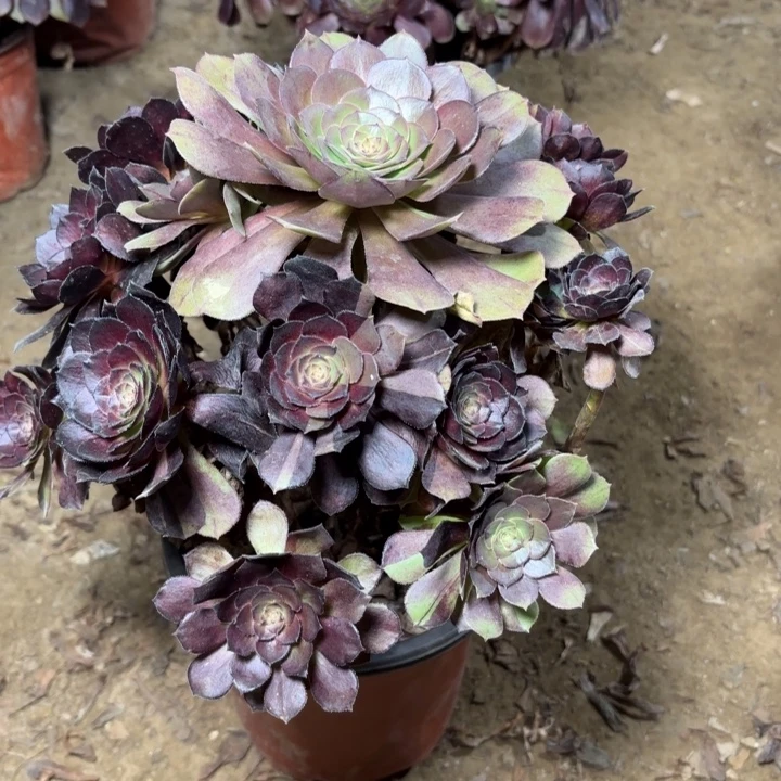 多肉植物法师黑寡夫3