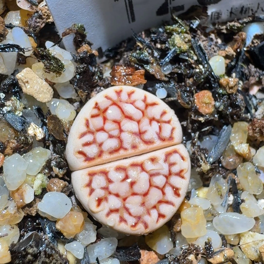 zzz美货便宜啦1235