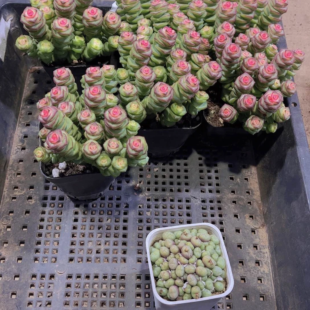 多肉267多肉植物