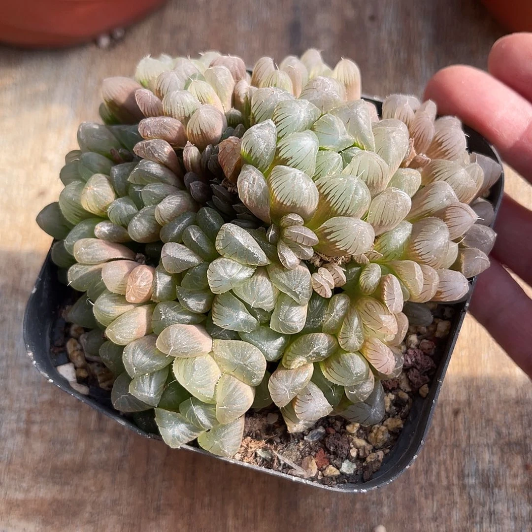 玉露大群一物一拍