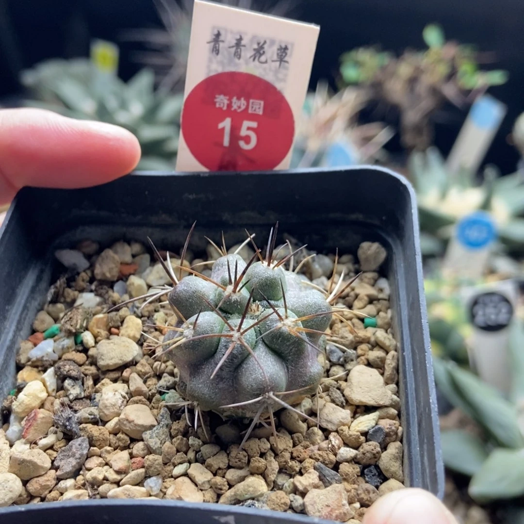 实生上腊龙爪球2.7cm
