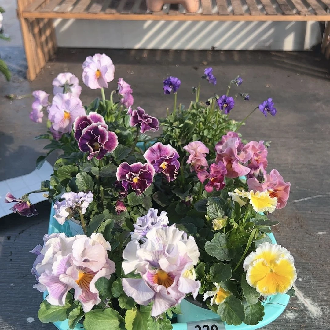 【闪购商品】229号