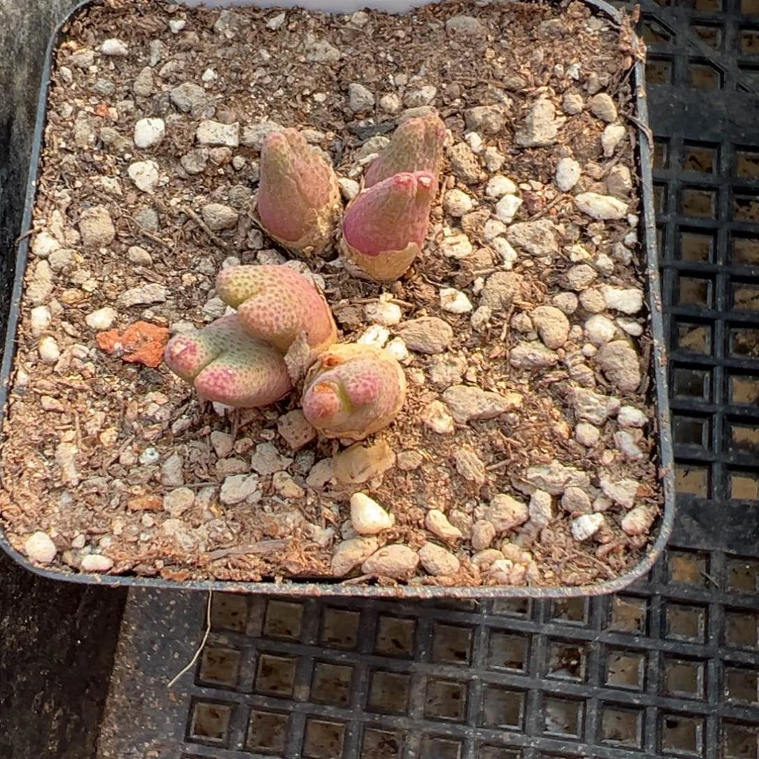 10-28肉锥多肉植物，