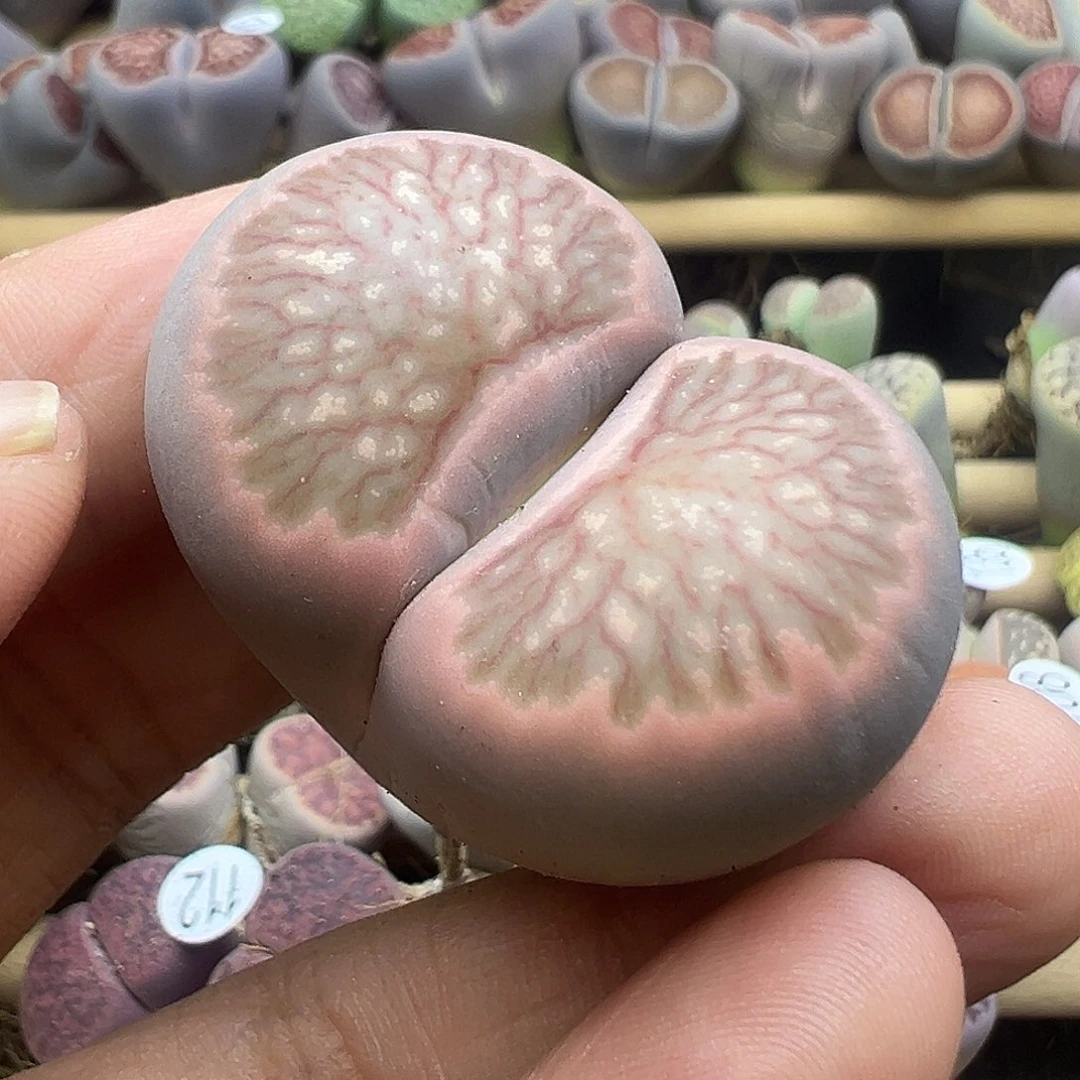 137炸111111111111111