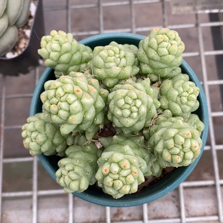 伯克利和格蕾纳等人的