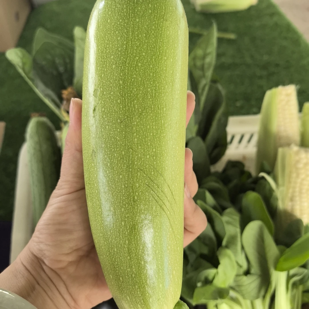 【基地直供】现摘西葫芦蔬菜小西葫芦西葫芦