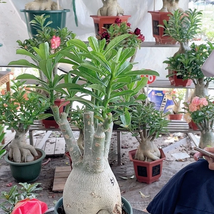 用***6完全开放沙漠玫瑰